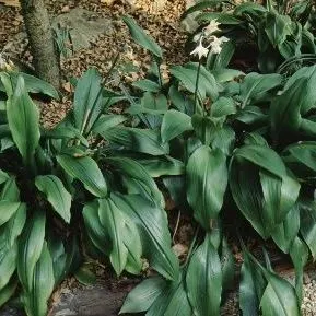 thumbnail for publication: Eucharis amazonica Amazon Lily, Eucharist Lily